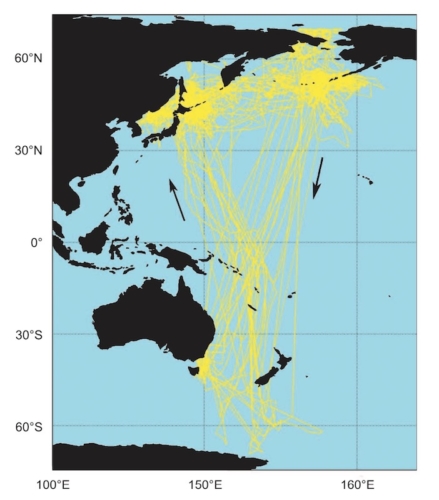 Carte des trajets de migration du puffin à bec grêle