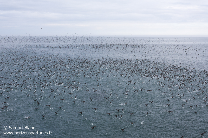 Puffins à bec grêle en mer de Béring
