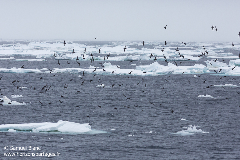 Puffins à bec grêle en mer de Ross