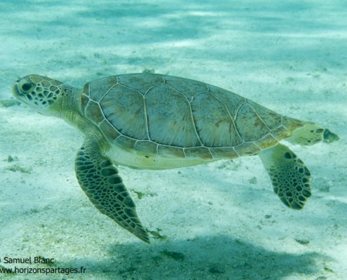Tortue verte aux Iles Grenadines
