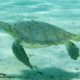 Tortue verte aux Iles Grenadines