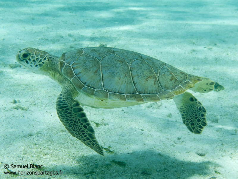 Tortue verte aux Iles Grenadines