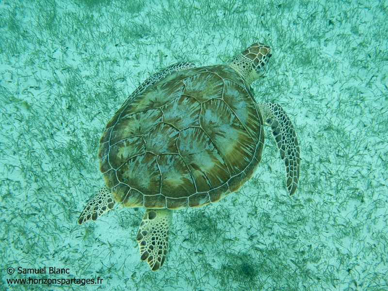 Tortue verte aux îles Grenadines