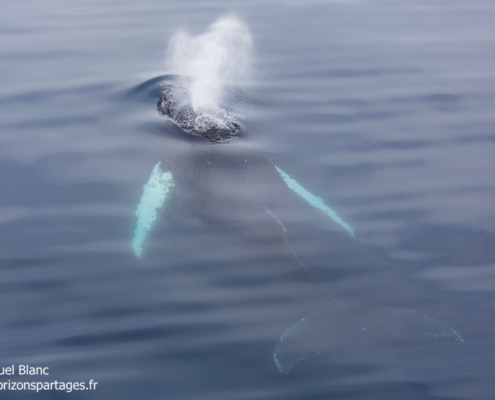 Baleine à bosse en Antarctique