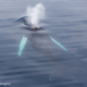 Baleine à bosse en Antarctique