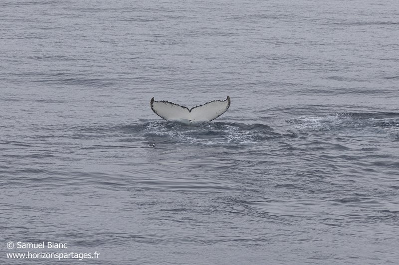 Caudale de baleine à bosse