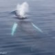 Baleine à bosse en Antarctique