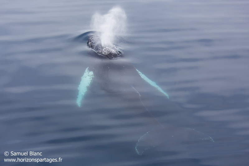 Baleine à bosse en Antarctique
