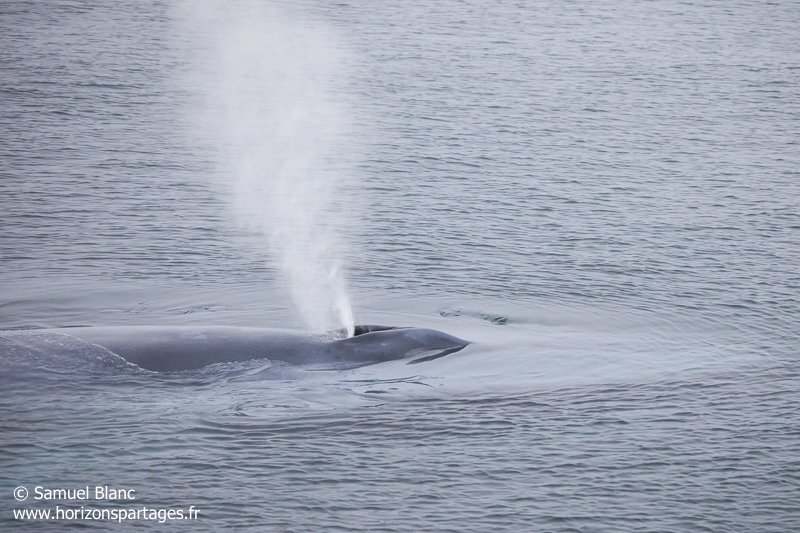 Baleine bleue au Svalbard