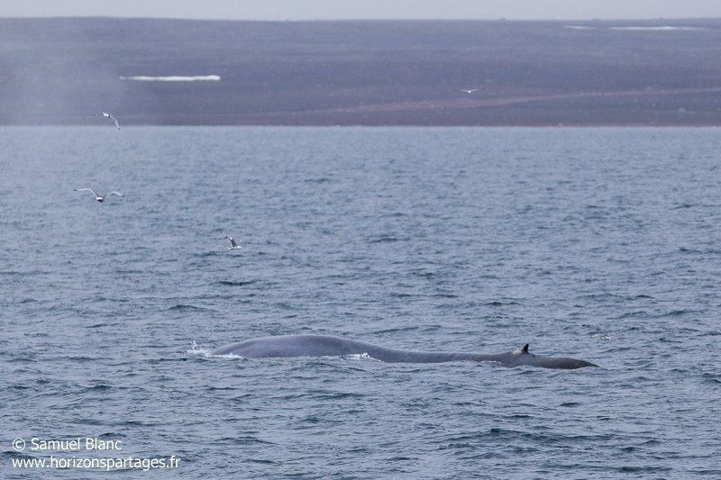 Baleine bleue au Svalbard