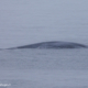 Baleine bleue au Svalbard