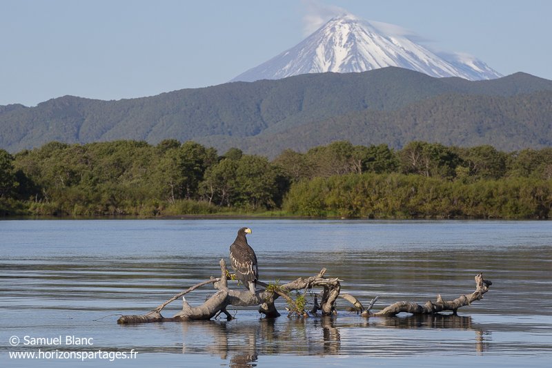Jeune pygargue de Steller au Kamtchatka