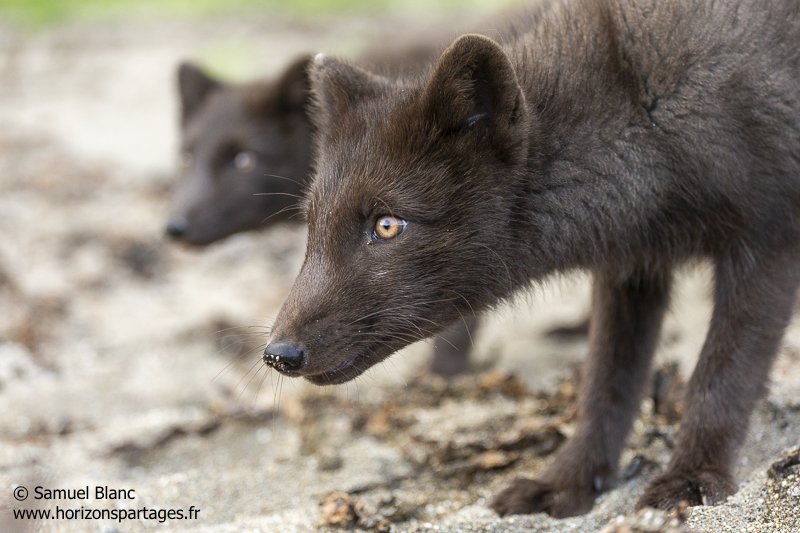 Renards arctiques à l'île Yankicha en Russie