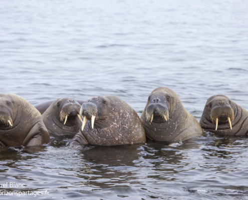 Morses à Lågøya au Svalbard