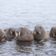 Morses à Lågøya au Svalbard