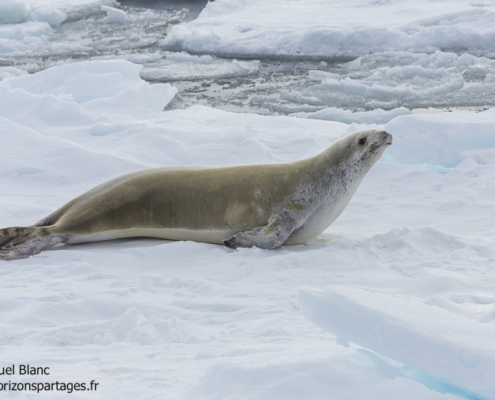 Phoque crabier sur la glace en Antarctique