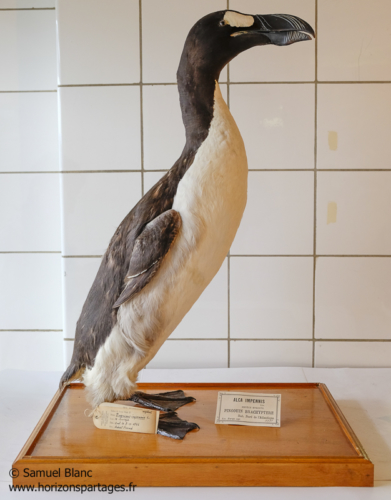 Grand pingouin (Great auk)