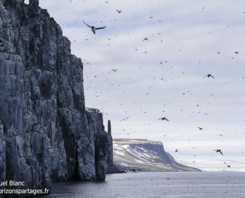 Falaise à oiseaux d'Alkefjellet au Svalbard