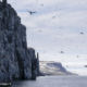 Falaise à oiseaux d'Alkefjellet au Svalbard
