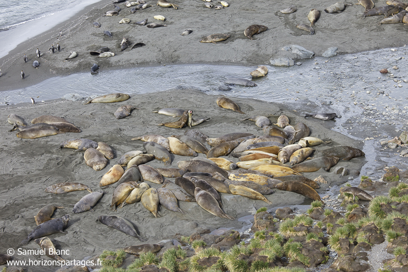 Éléphants de mer à Gold Harbour en Géorgie du Sud