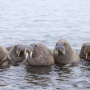 Morses à Lågøya au Svalbard