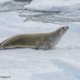 Phoque crabier sur la glace en Antarctique