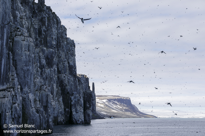Falaise à oiseaux d'Alkefjellet au Svalbard Falaise à oiseaux d'Alkefjellet au Svalbard