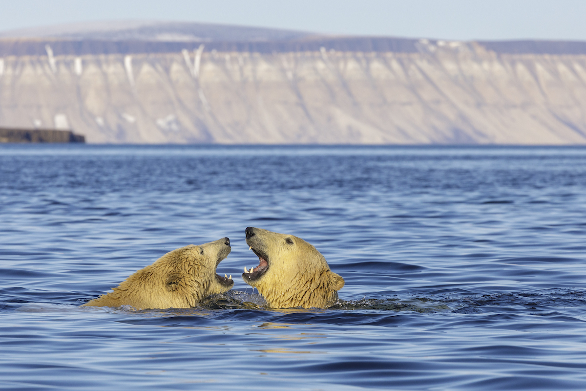 Ours polaires au Svalbard