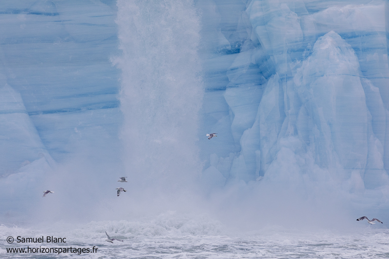 Mouettes tridactyles au pied d'une cascade glaciaire du glacier Bråsvell (Bråsvellbreen) au Svalbard